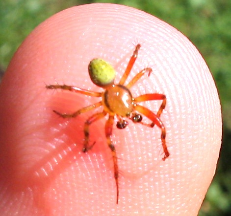 micro ragno (maschio di Araniella cucurbitina )